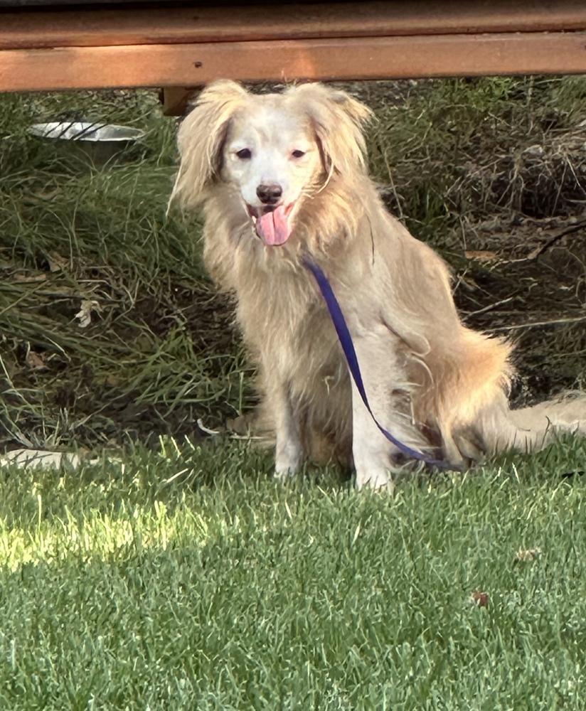 Stellar, a Adoptable mixed breed in Jamestown, CA image 3/5