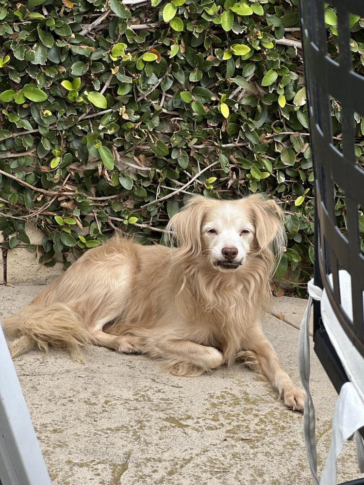 Stellar, a Adoptable mixed breed in Jamestown, CA image 4/5