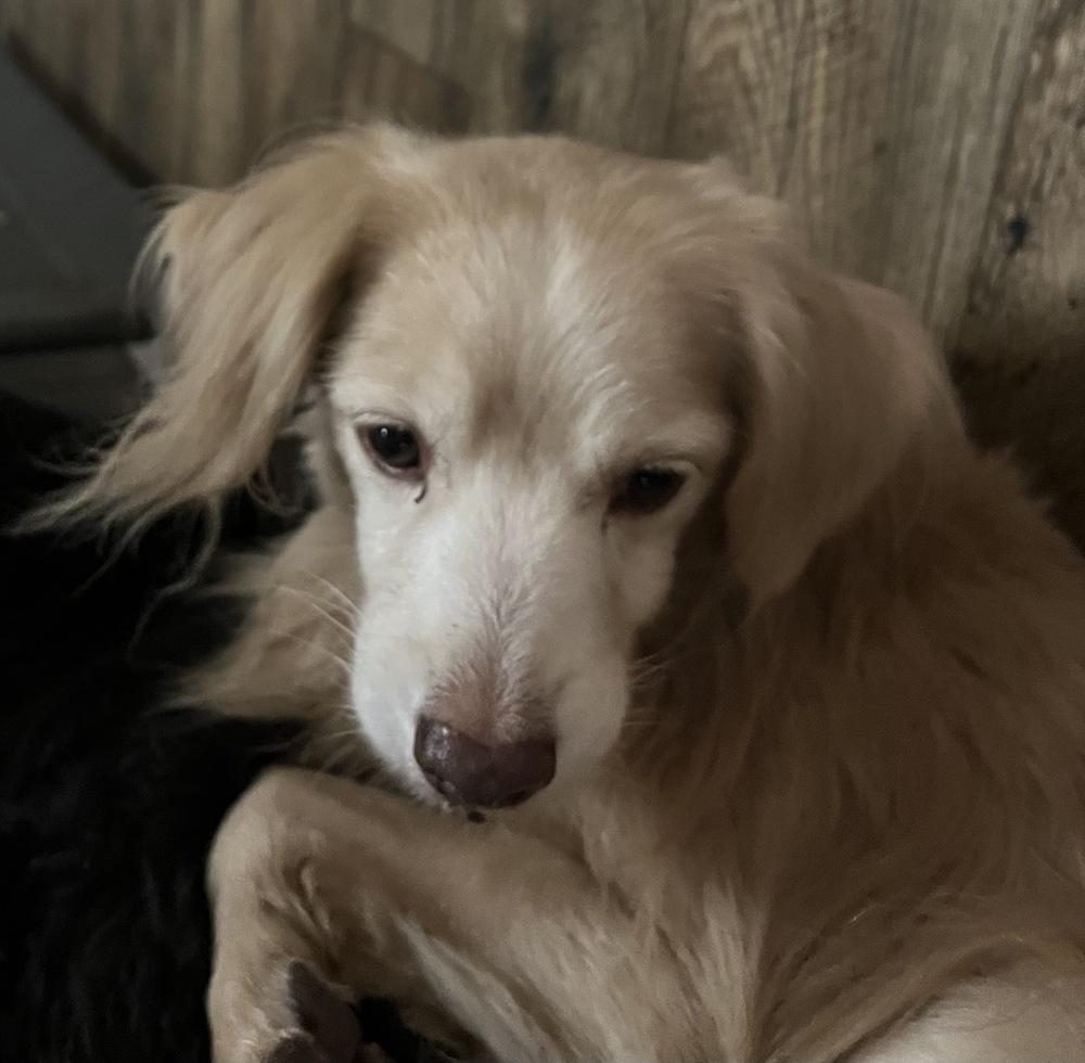 Stellar, a Adoptable mixed breed in Jamestown, CA image 5/5