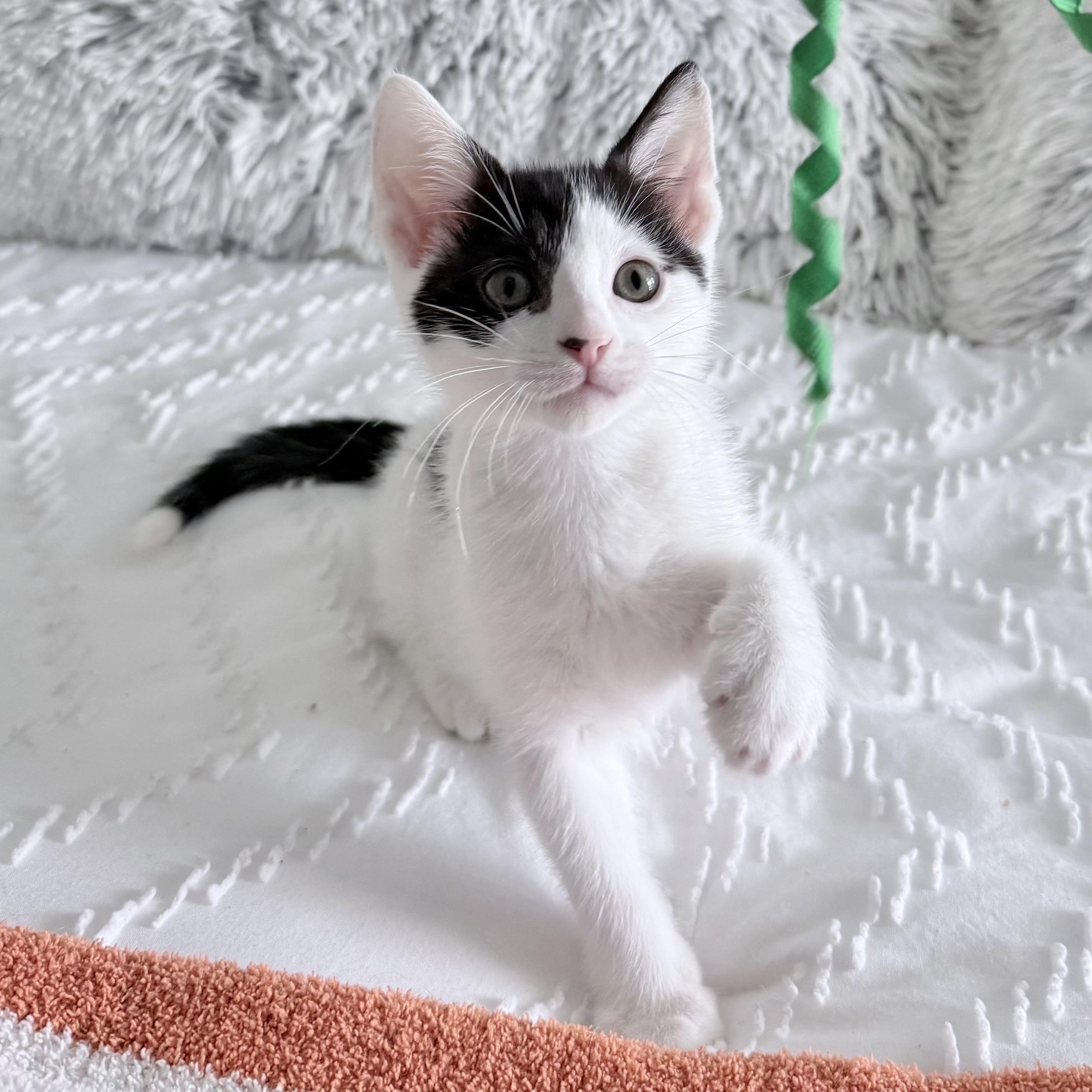 Enlarge Dimsum, a Adoptable Domestic Short Hair in Parkland, FL image 3/5