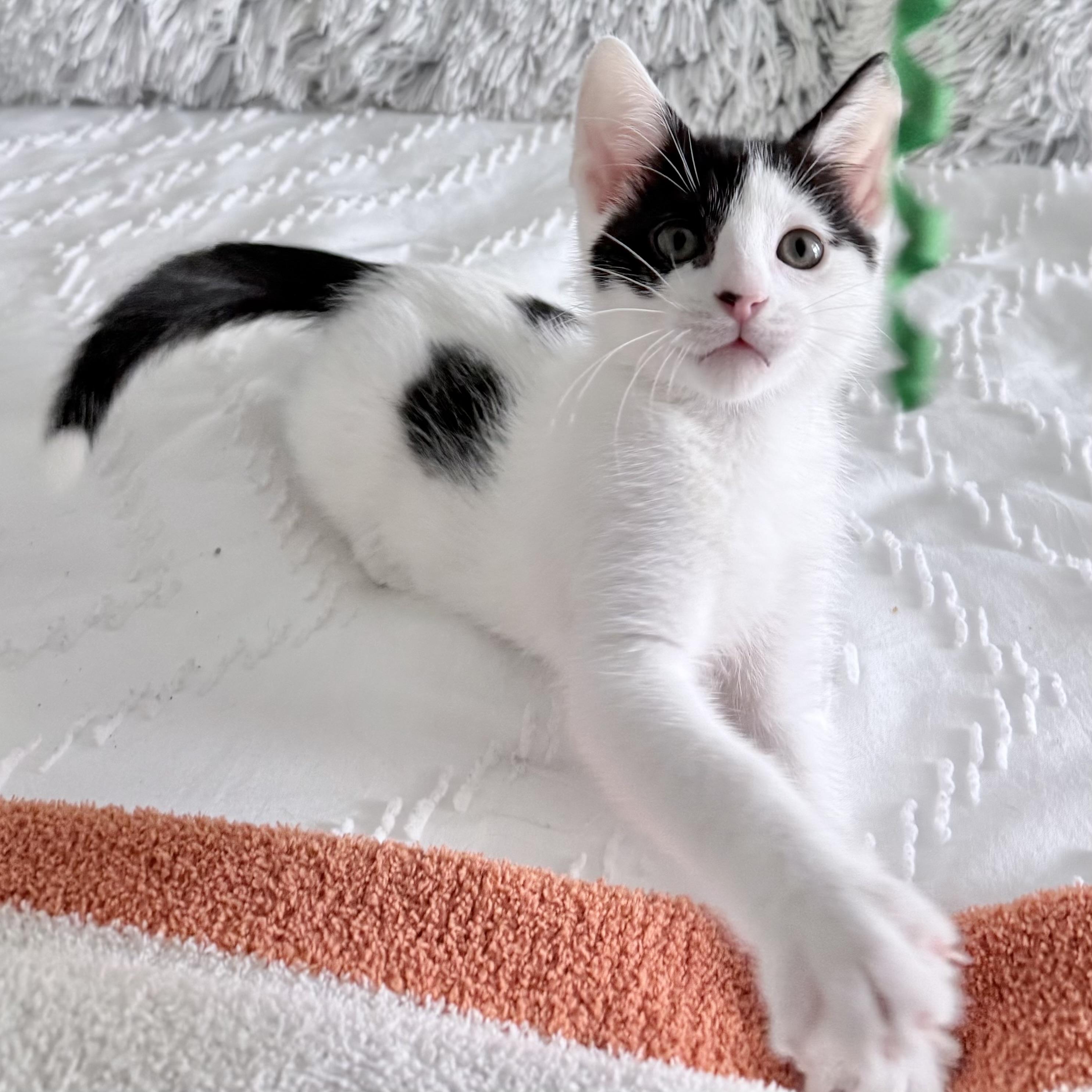 Enlarge Dimsum, a Adoptable Domestic Short Hair in Parkland, FL image 1/5