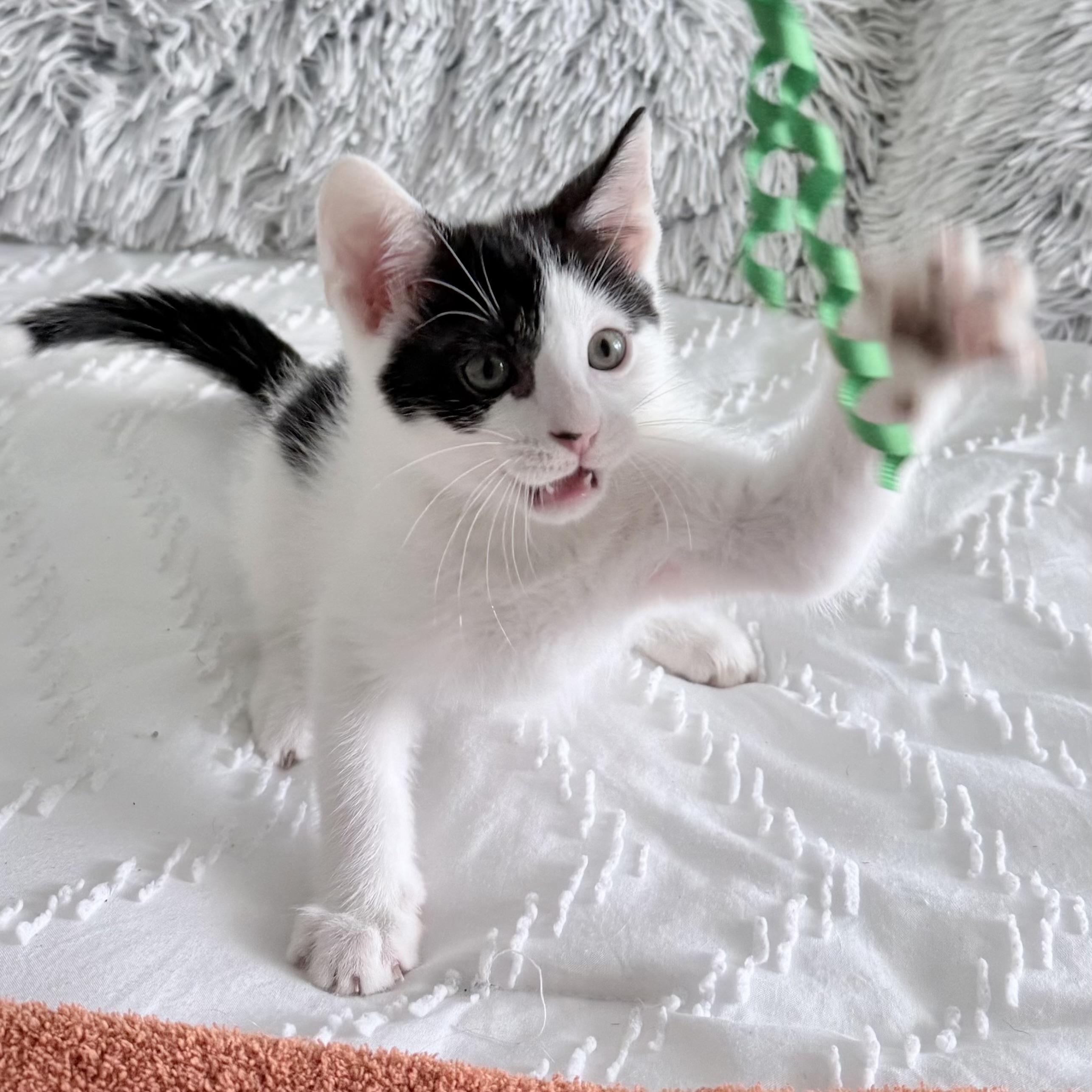 Enlarge Dimsum, a Adoptable Domestic Short Hair in Parkland, FL image 4/5