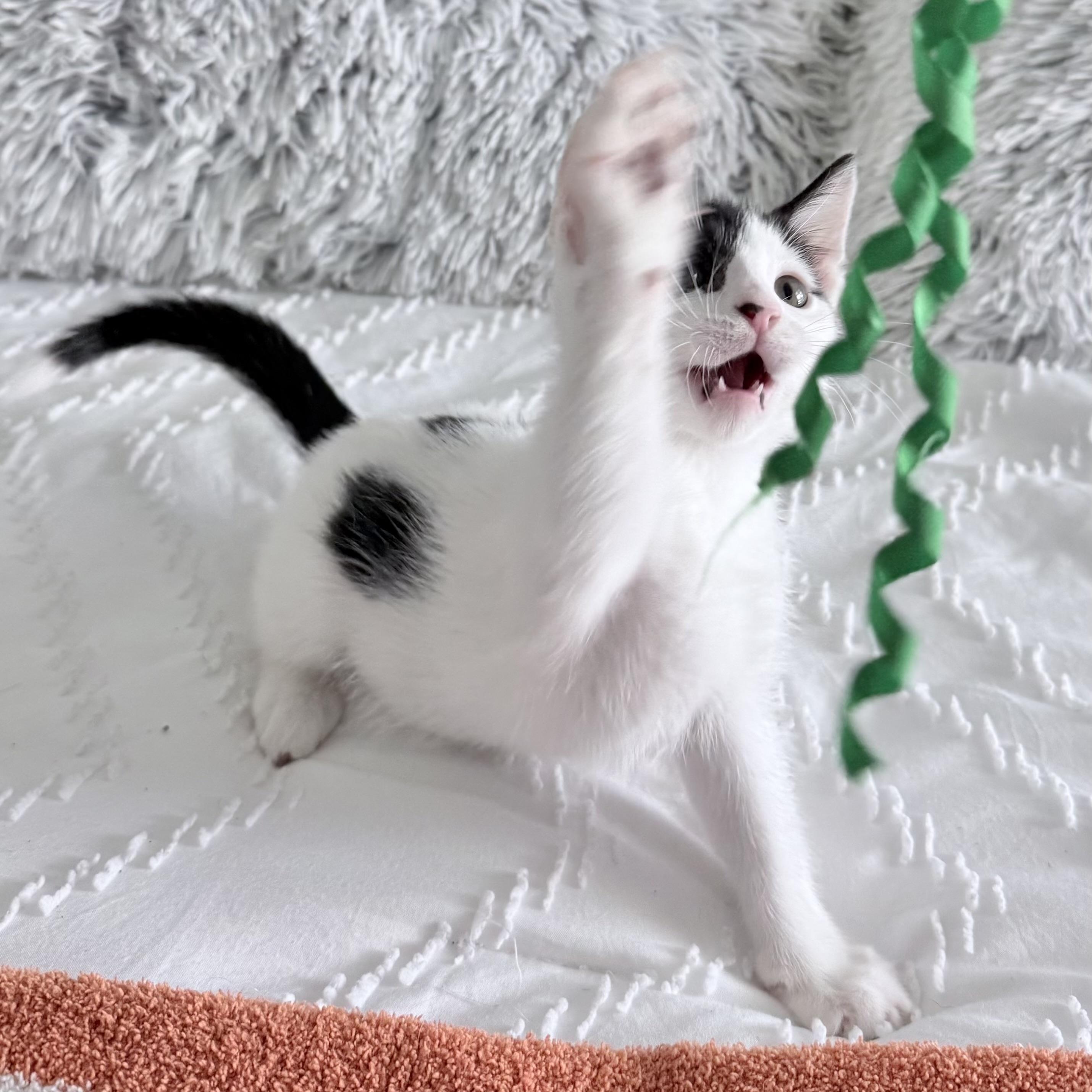 Enlarge Dimsum, a Adoptable Domestic Short Hair in Parkland, FL image 2/5
