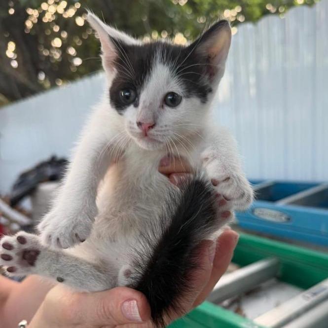 Enlarge Dimsum, a Adoptable Domestic Short Hair in Parkland, FL image 5/5
