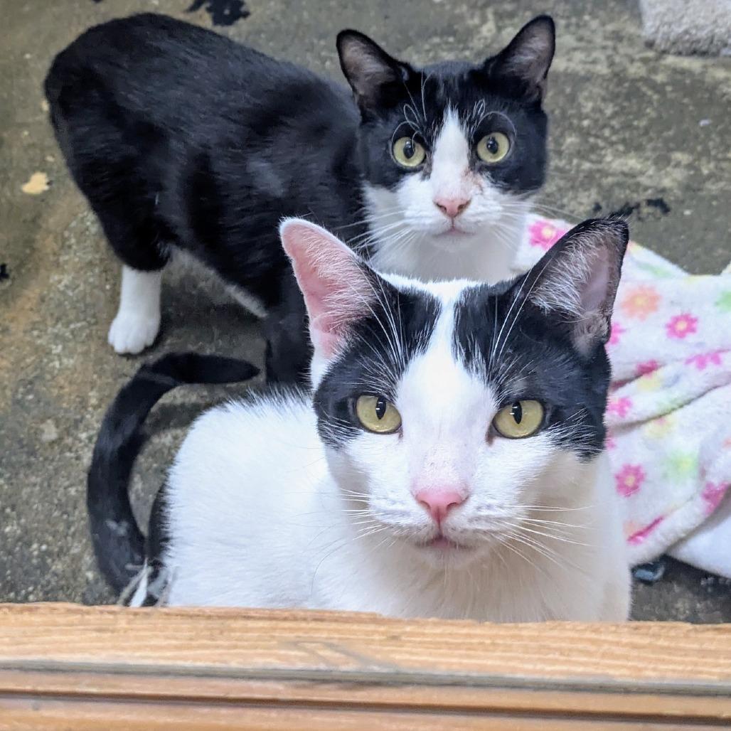 Harry — thumbnail 2