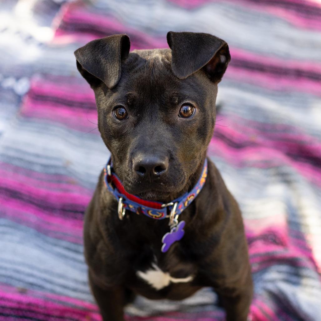 Enlarge Drift, a Adoptable Mixed Breed in Hopkinton, MA image 1/6