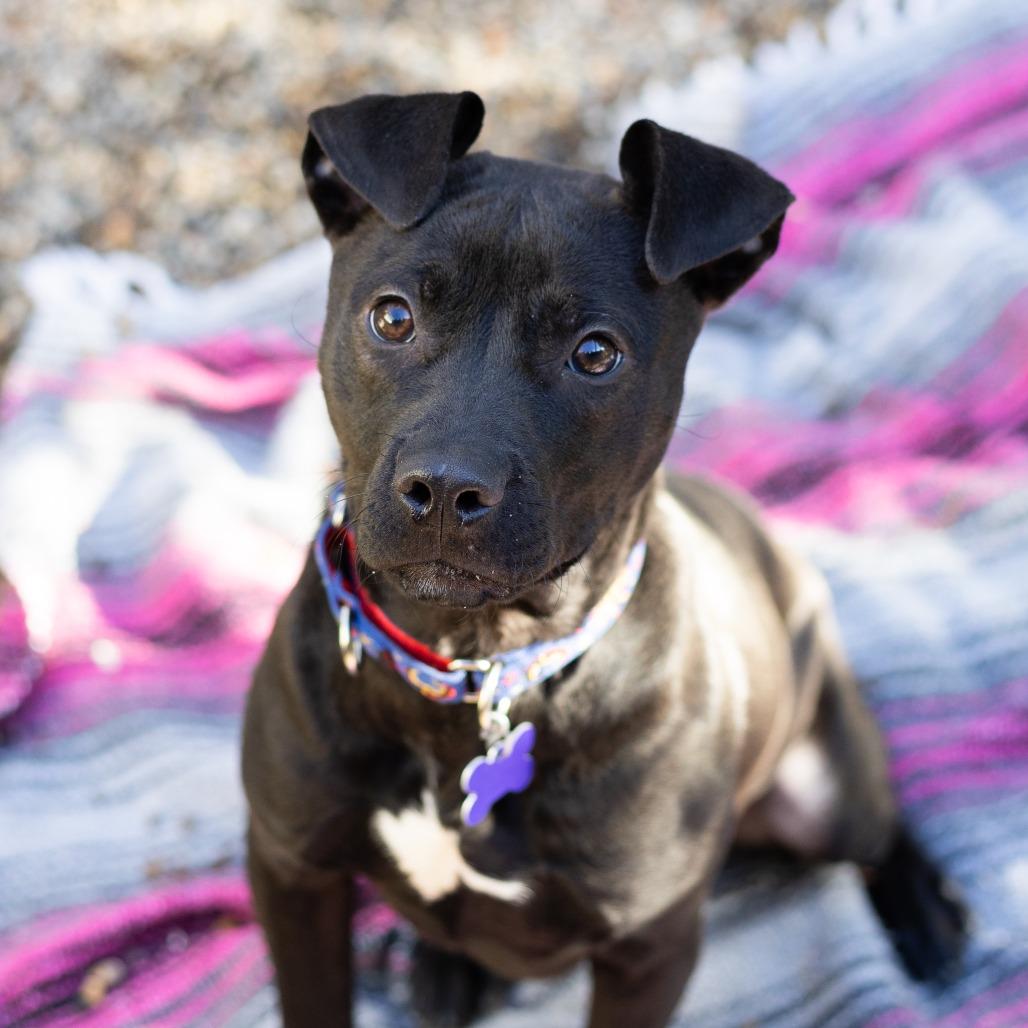 Enlarge Drift, a Adoptable Mixed Breed in Hopkinton, MA image 2/6