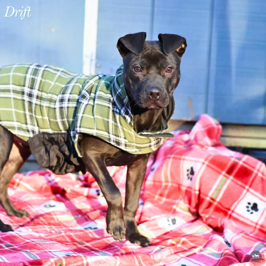 Enlarge Drift, a Adoptable Mixed Breed in Hopkinton, MA image 3/6