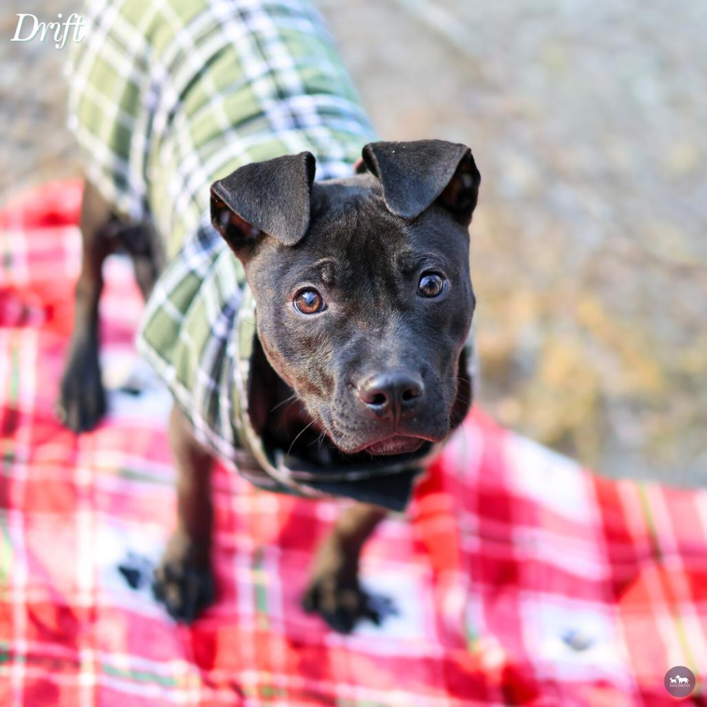 Enlarge Drift, a Adoptable Mixed Breed in Hopkinton, MA image 4/6