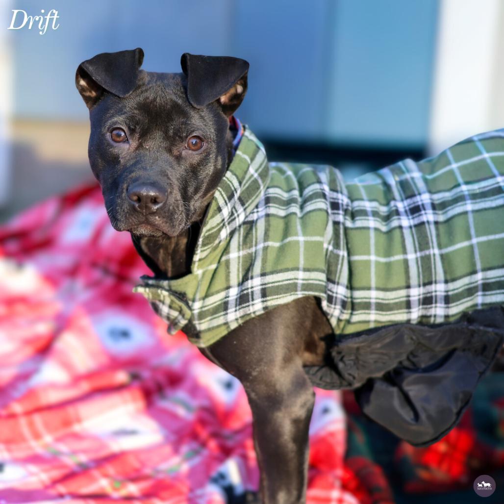 Enlarge Drift, a Adoptable Mixed Breed in Hopkinton, MA image 5/6