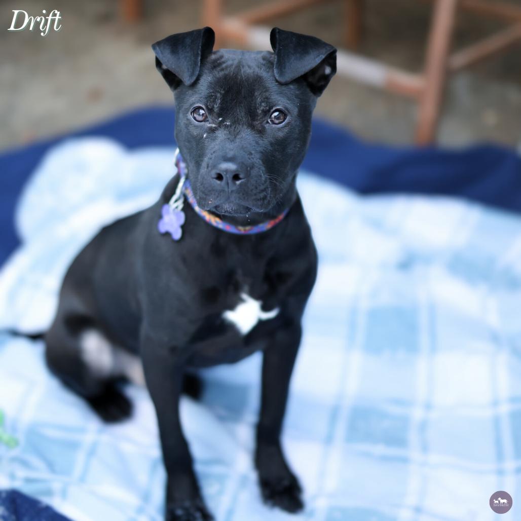Enlarge Drift, a Adoptable Mixed Breed in Hopkinton, MA image 6/6