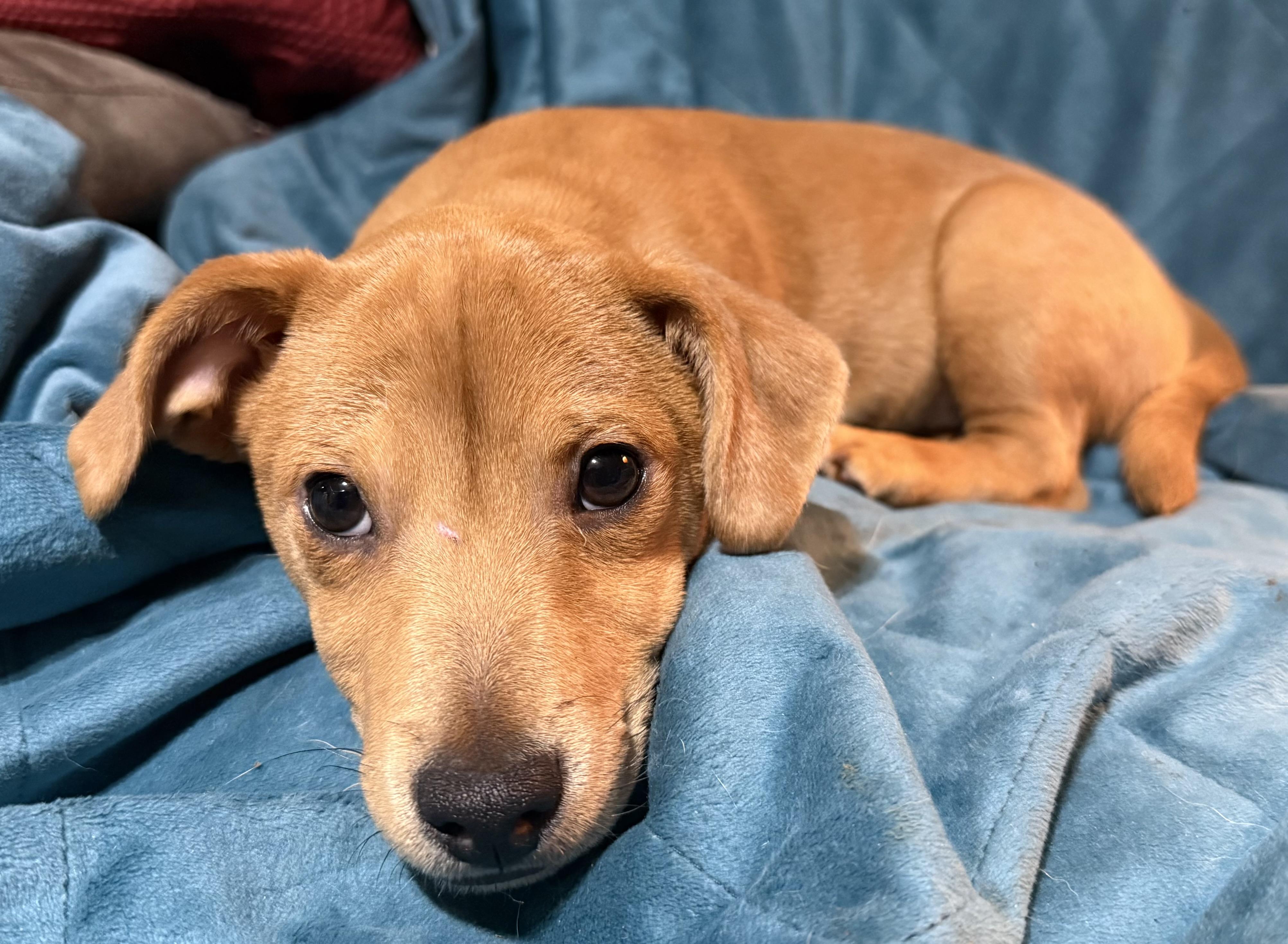 Blu, ADOPTABLE, Puppy Male Dachshund & Jack Russell Terrier.