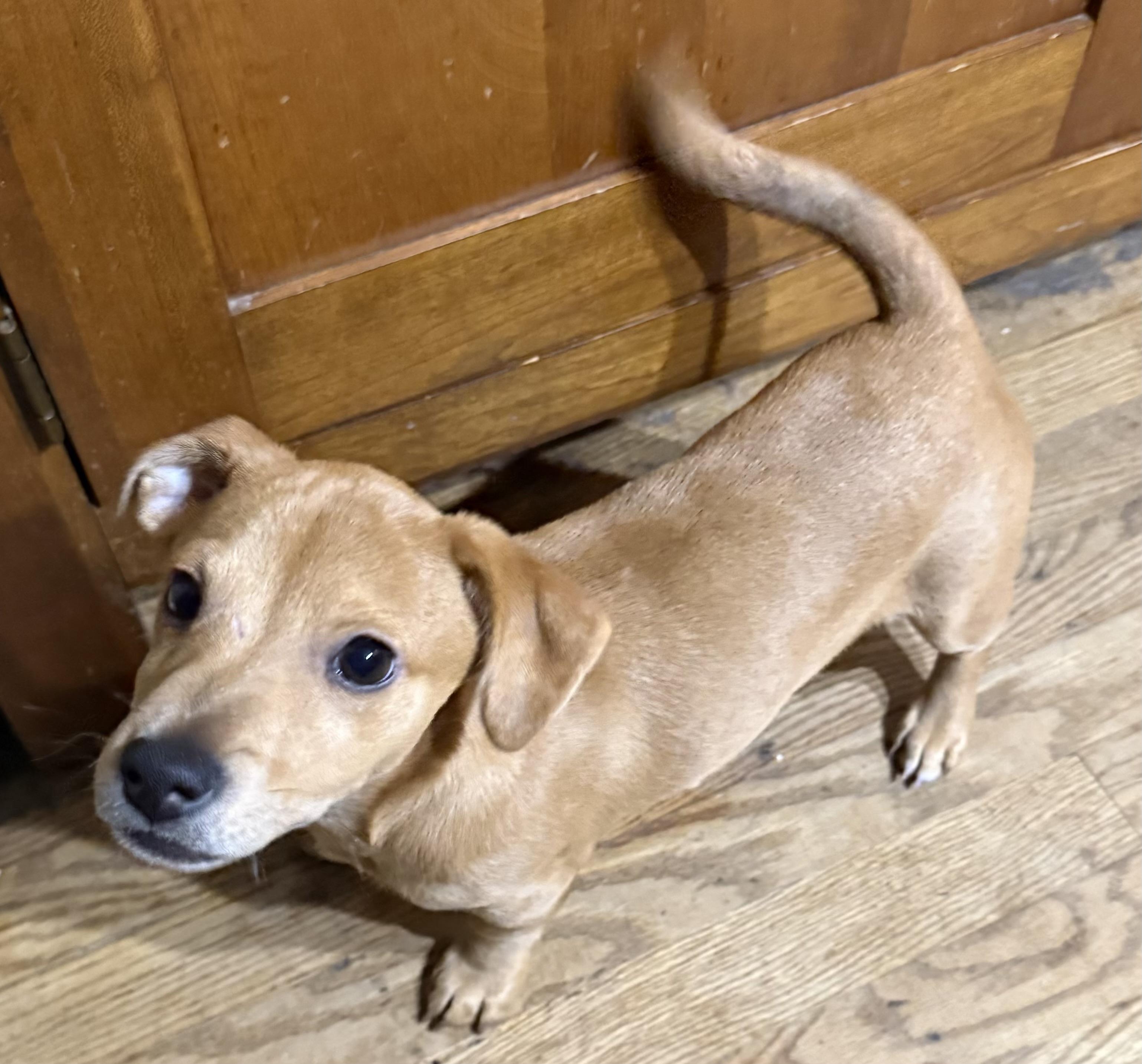 Enlarge Blu, a ADOPTABLE mixed breed in Delmar, NY image 4/5