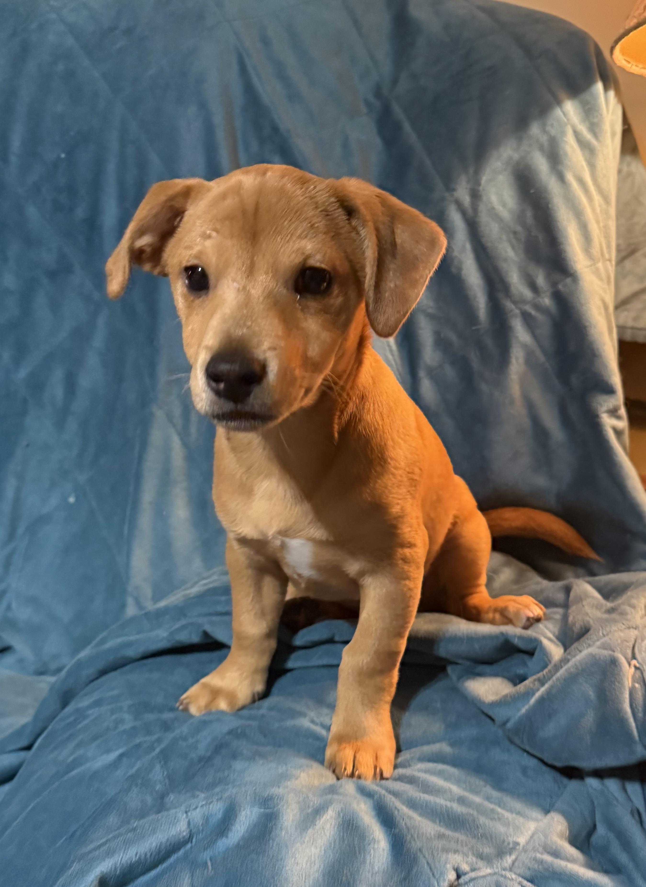 Enlarge Blu, a ADOPTABLE mixed breed in Delmar, NY image 3/5