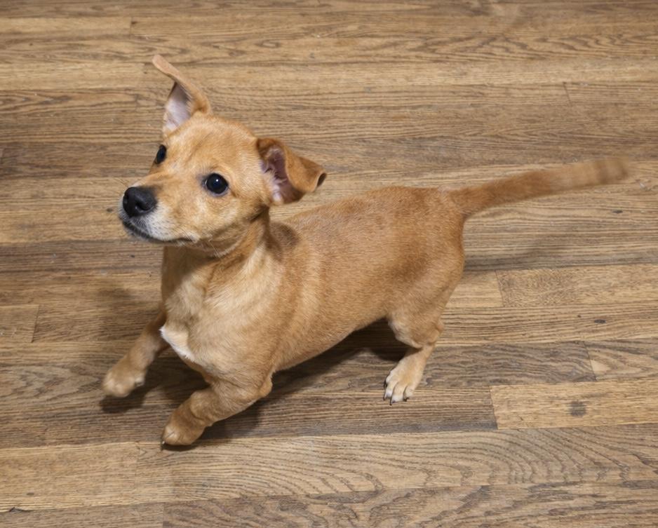 Enlarge Blu, a ADOPTABLE mixed breed in Delmar, NY image 5/5