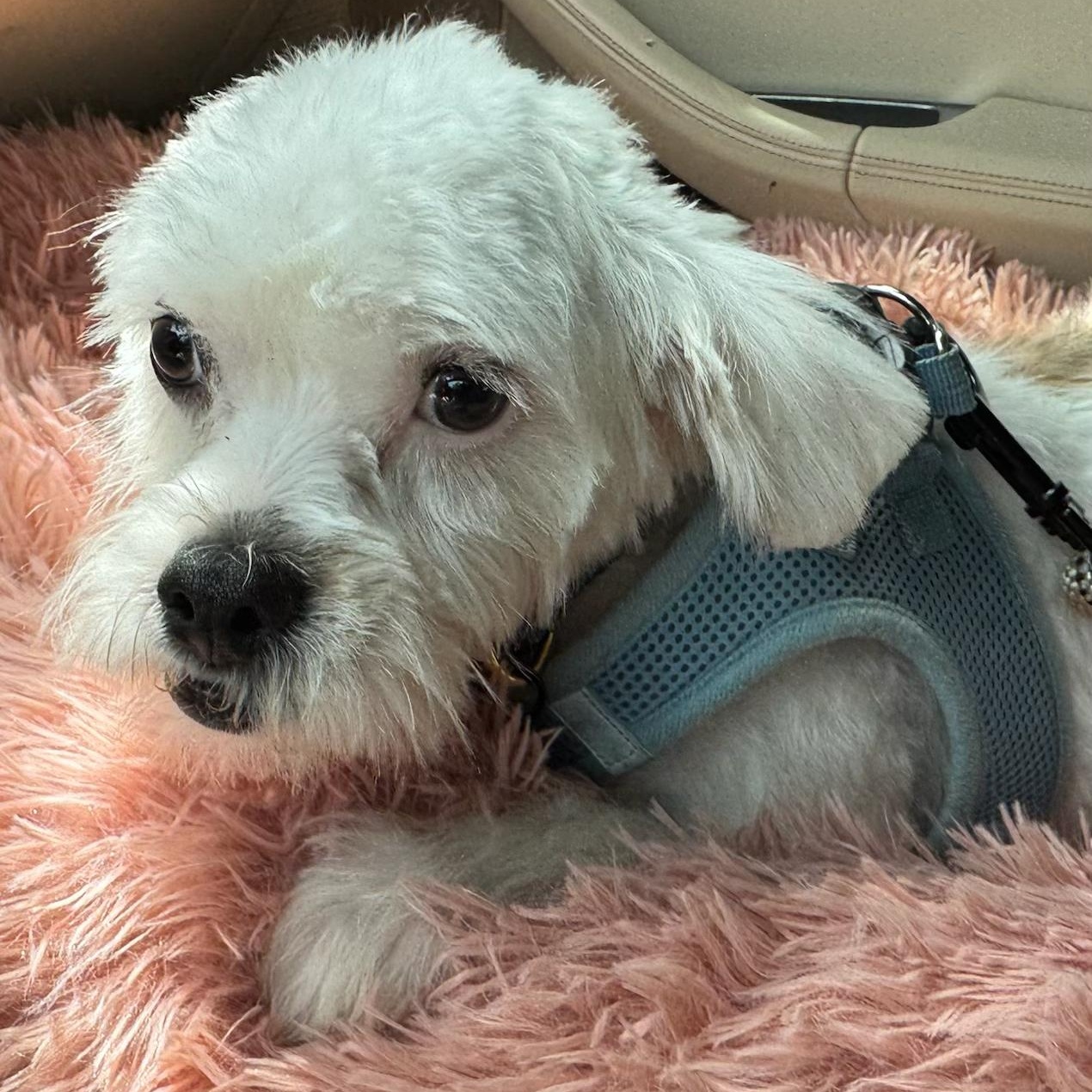 Kirk Turner, a Adoptable Shih poo in Plano, TX image 3/3