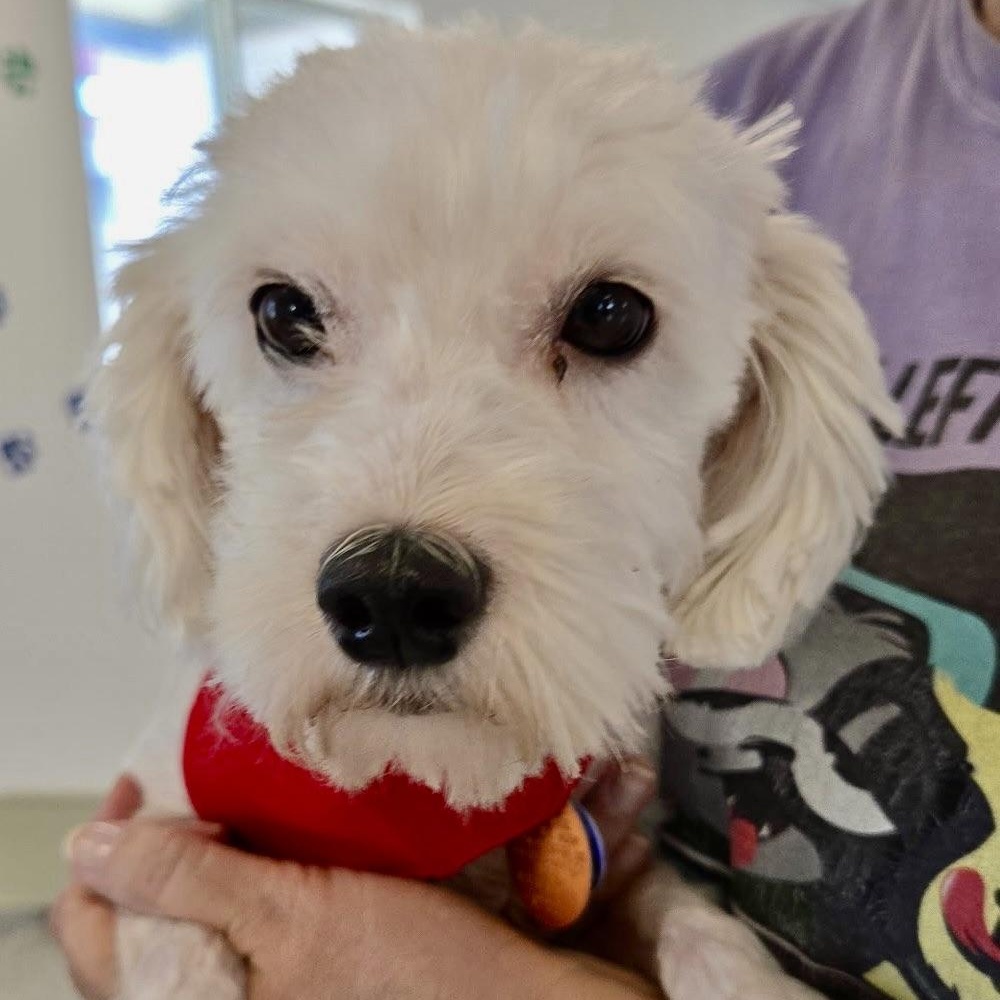 Kirk Turner, Adoptable, Puppy Male Shih poo.