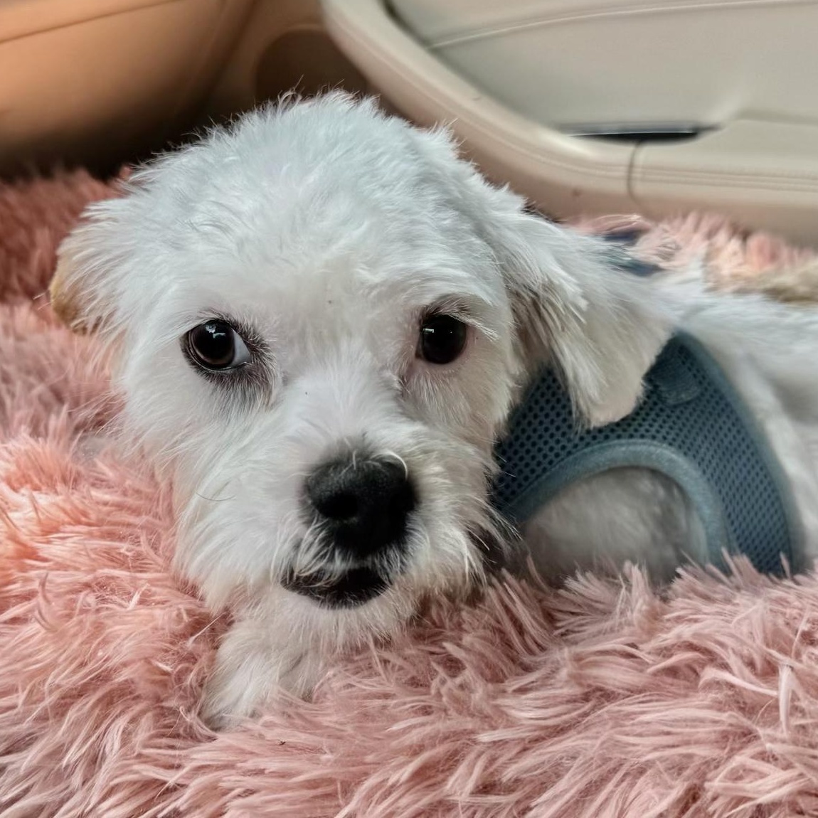 Kirk Turner, Adoptable, Puppy Male Shih poo.