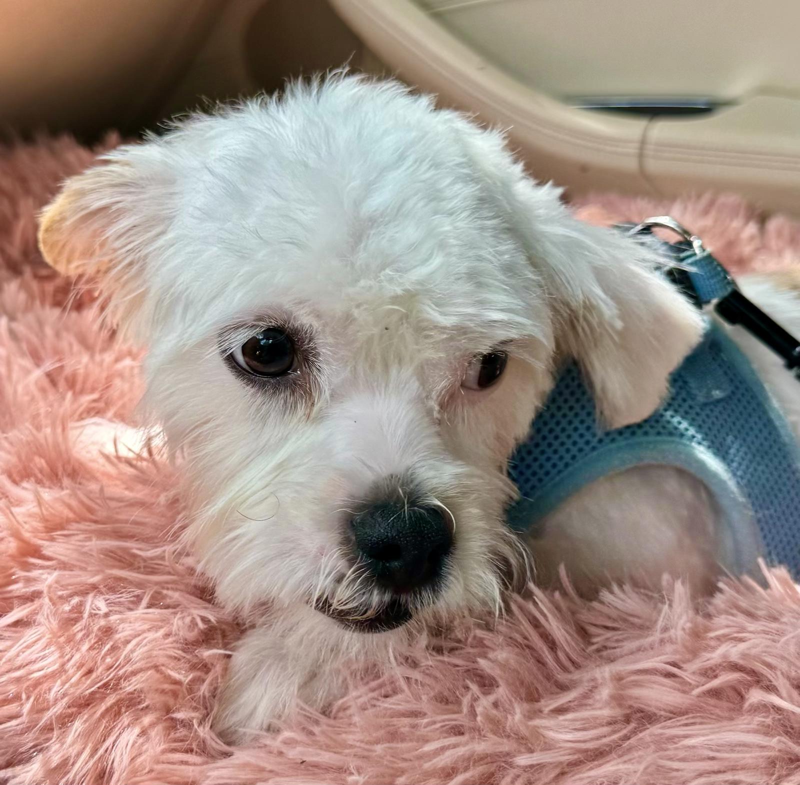 Kirk Turner, a Adoptable Shih poo in Plano, TX image 2/3