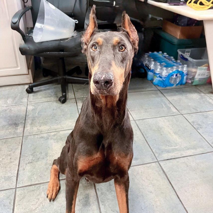 Enlarge Jedi 3618, a Adoptable Doberman Pinscher in Oakland Park, FL image 1/3