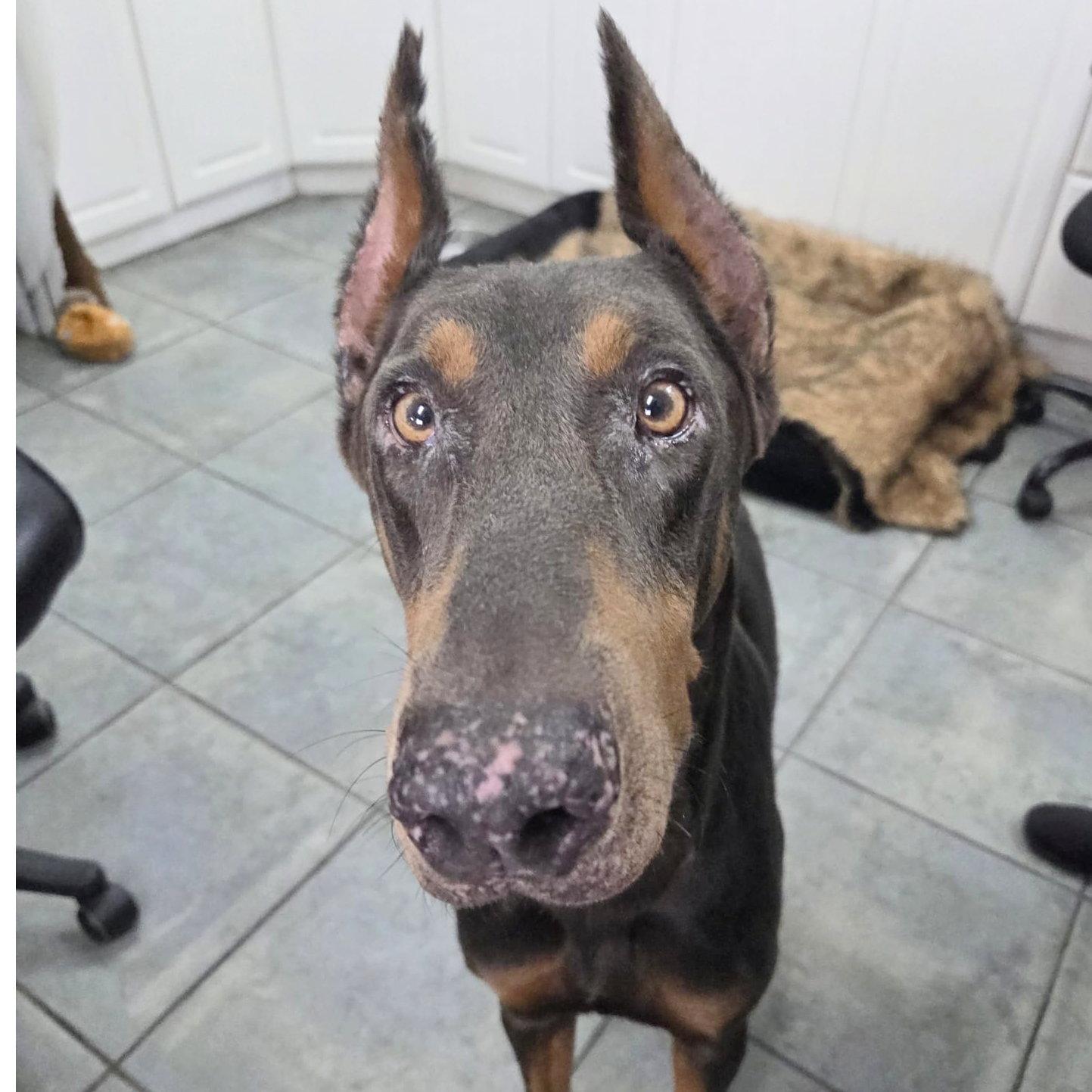 Enlarge Jedi 3618, a Adoptable Doberman Pinscher in Oakland Park, FL image 2/3