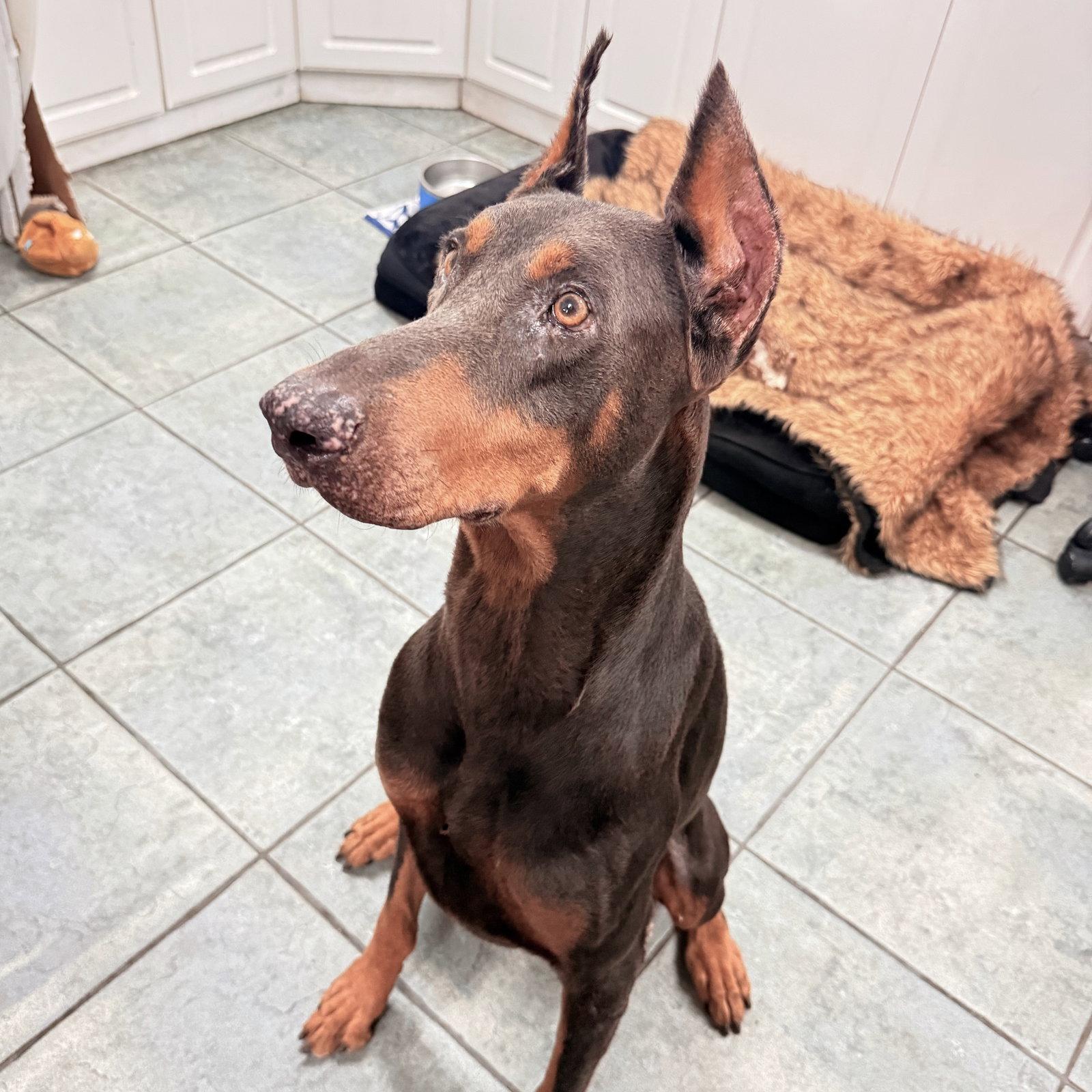 Enlarge Jedi 3618, a Adoptable Doberman Pinscher in Oakland Park, FL image 3/3