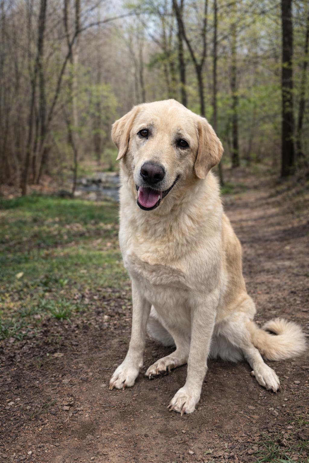 Enlarge Nilla, a Adopted mixed breed in Thomasville, NC image 1/3