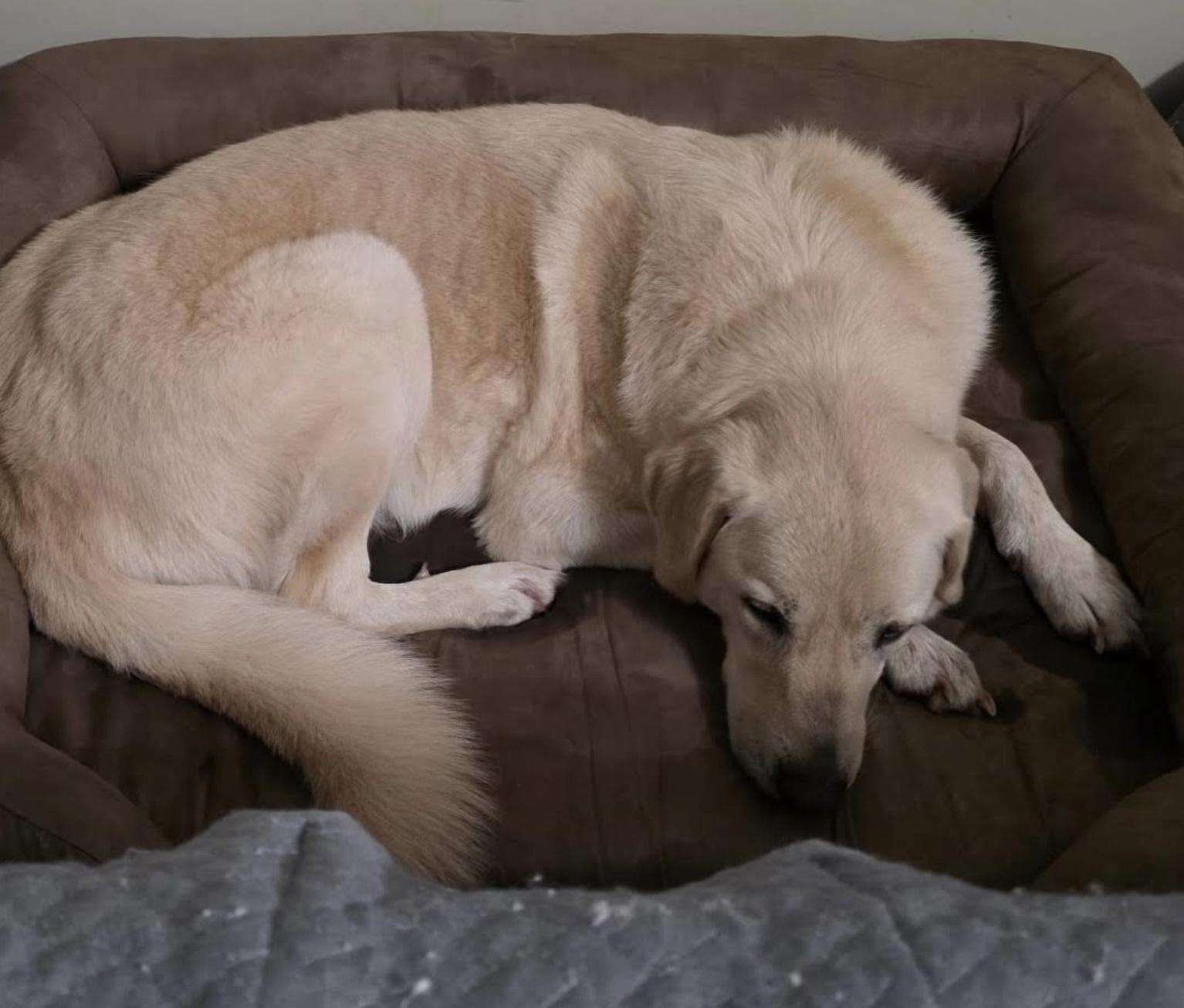 Enlarge Nilla, a Adopted mixed breed in Thomasville, NC image 2/3