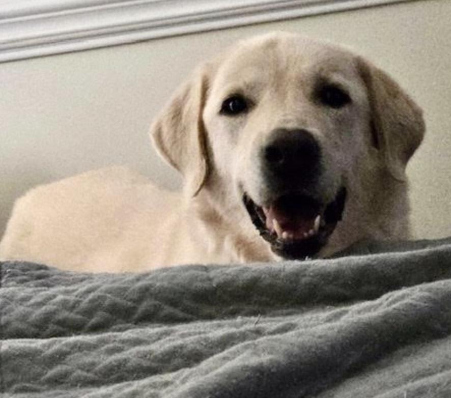 Enlarge Nilla, a Adopted mixed breed in Thomasville, NC image 3/3