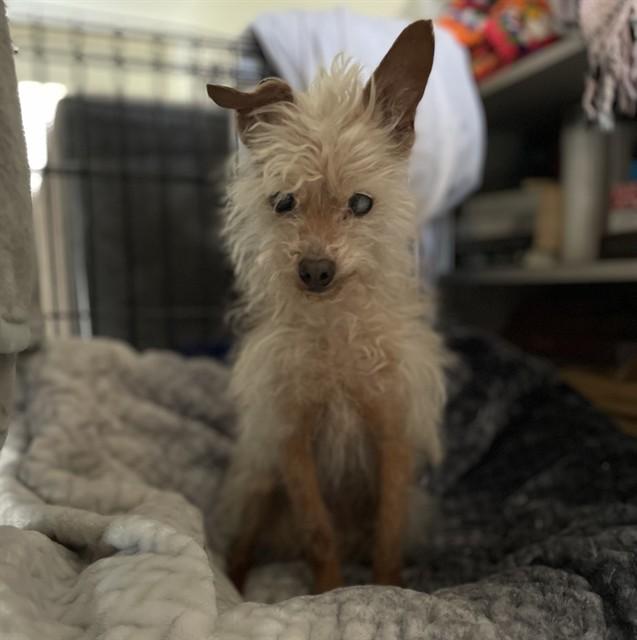 Enlarge QUINN, a Adoptable mixed breed in Agoura, CA image 1/1