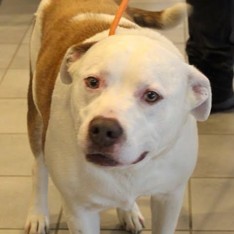 Enlarge 26-00680 CHASE, a ADOPTABLE mixed breed in Fredericksburg, VA image 2/2