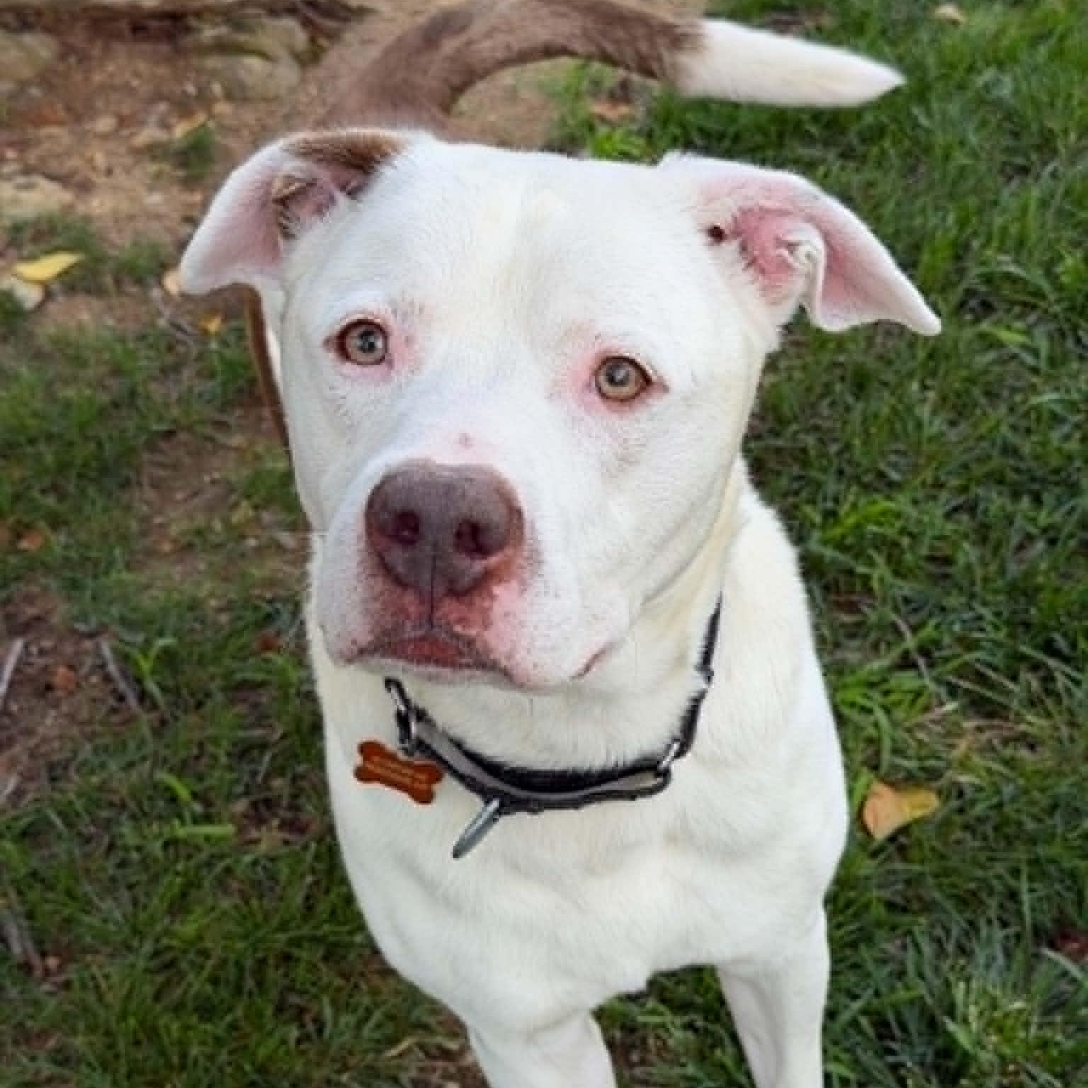 26-00680 CHASE, ADOPTABLE, Adult Male Pit Bull Terrier.