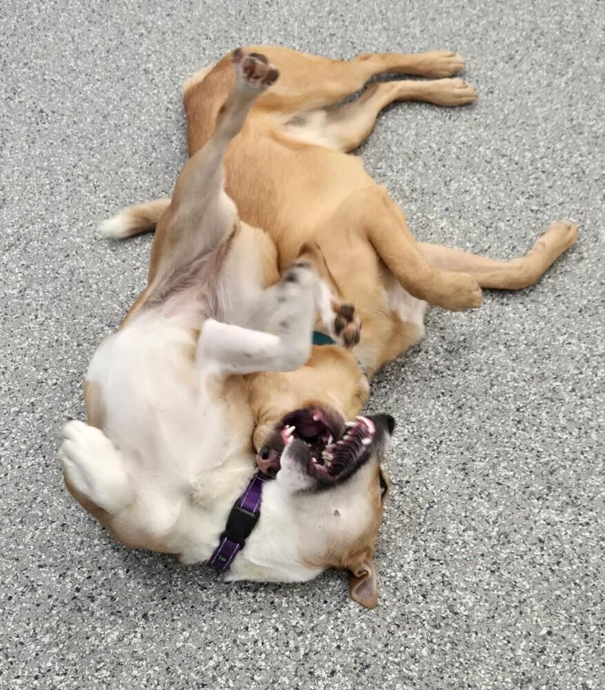 Laz, Adoptable, Young Male Golden Retriever & Labrador Retriever.