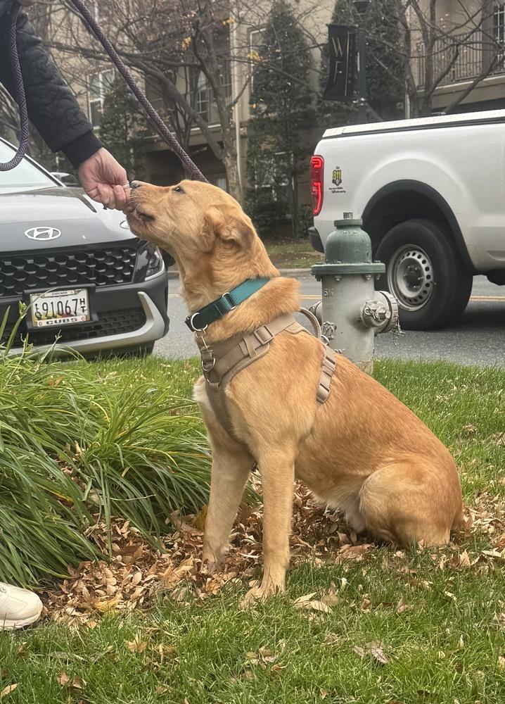 Laz, a Adoptable mixed breed in Greenbelt, MD image 2/6