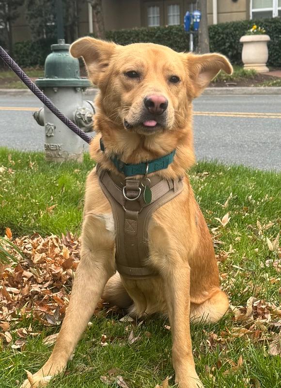 Laz, a Adoptable mixed breed in Greenbelt, MD image 5/6
