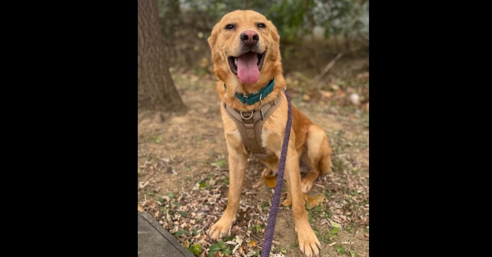 Laz, a Adoptable mixed breed in Greenbelt, MD image 6/6