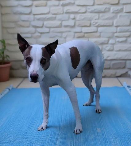 Enlarge HAROLD, a Adoptable Terrier in Pasadena, CA image 1/1