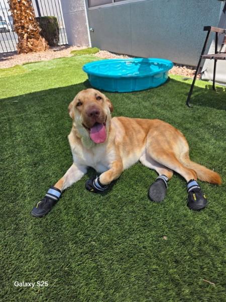 GRACIE, a Adoptable mixed breed in Las Vegas, NV image 2/5