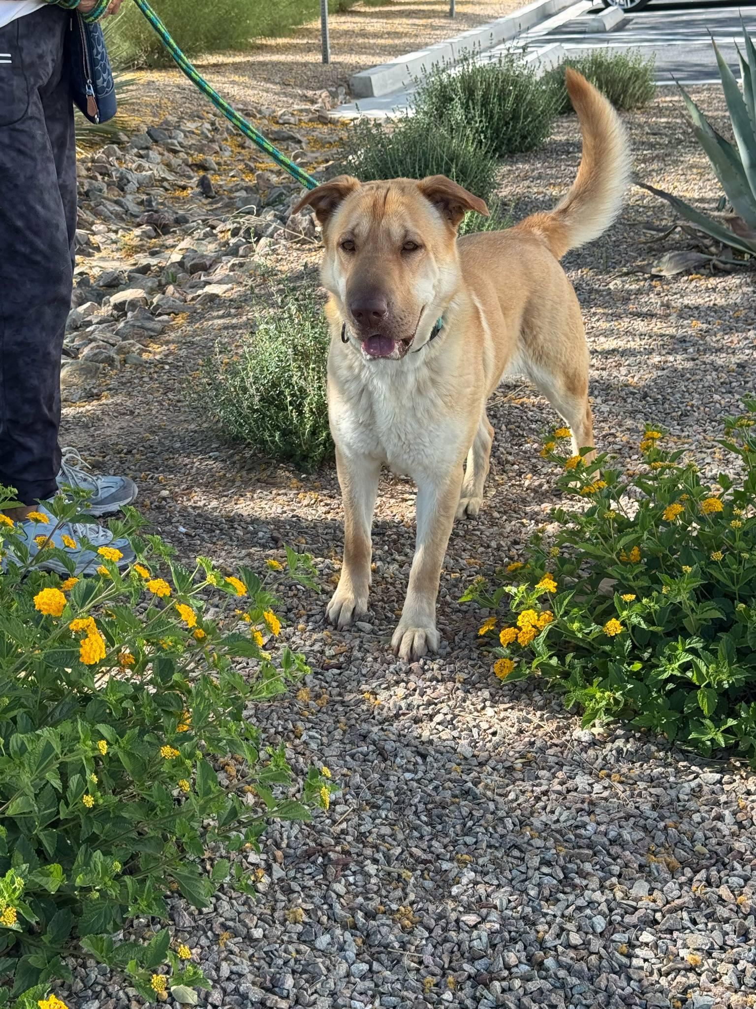 GRACIE, an adoptable German Shepherd Dog in Las Vegas, NV, 89147 | Photo Image 1