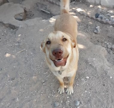 GRACIE, a Adoptable mixed breed in Las Vegas, NV image 4/5