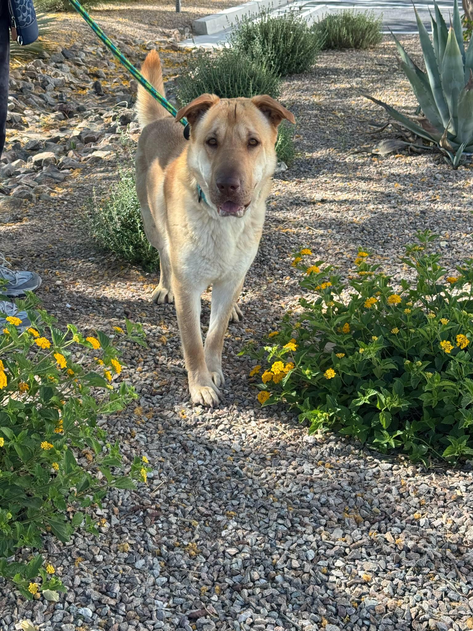 GRACIE, a Adoptable mixed breed in Las Vegas, NV image 5/5