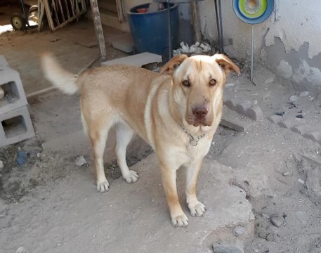 GRACIE, a Adoptable mixed breed in Las Vegas, NV image 3/5