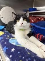 Enlarge Richard, a ADOPTABLE Domestic Short Hair in Manitowoc, WI image 1/1