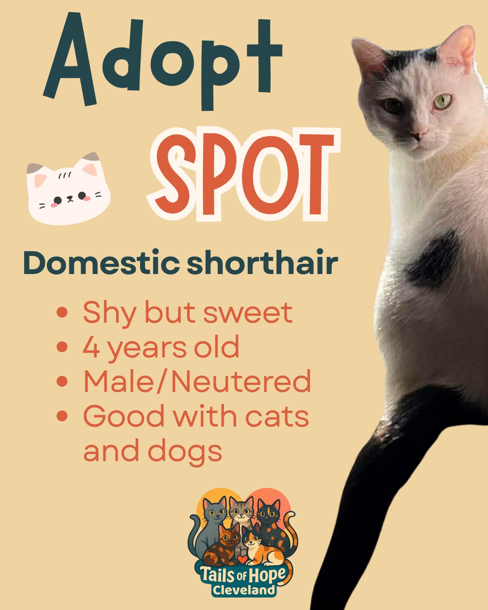 Spot, ADOPTABLE, Adult Male Domestic Short Hair.