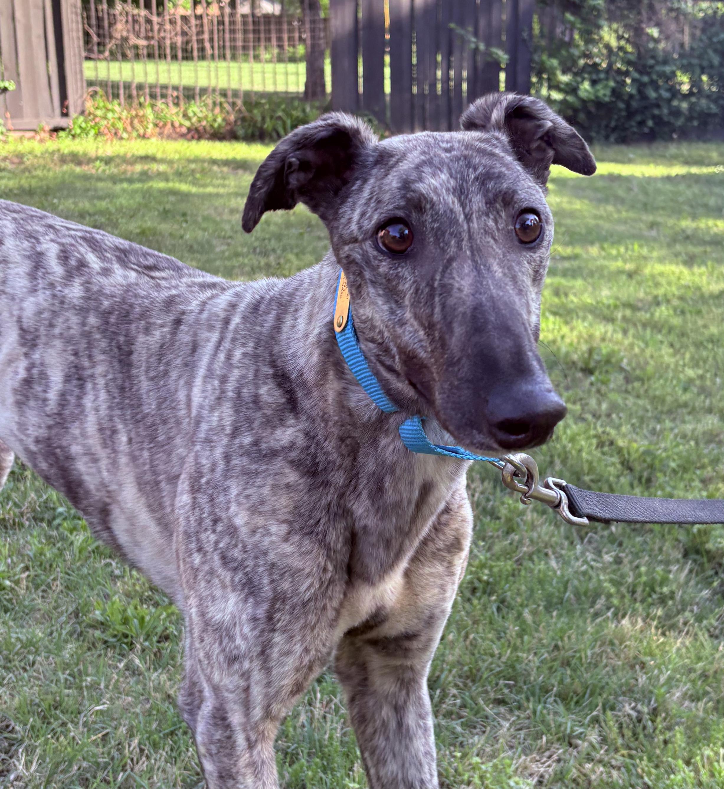 Breeze, ADOPTABLE, Adult Female Greyhound.