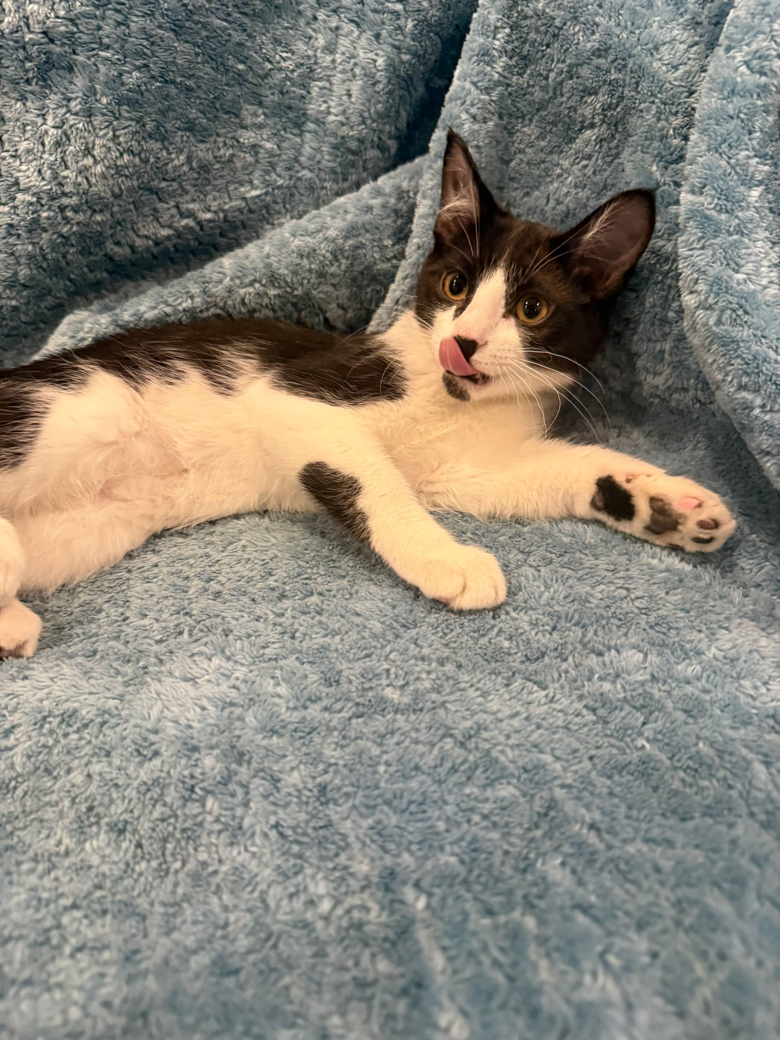 Prentice, a ADOPTABLE Domestic Short Hair in Sioux Falls, SD image 1/2