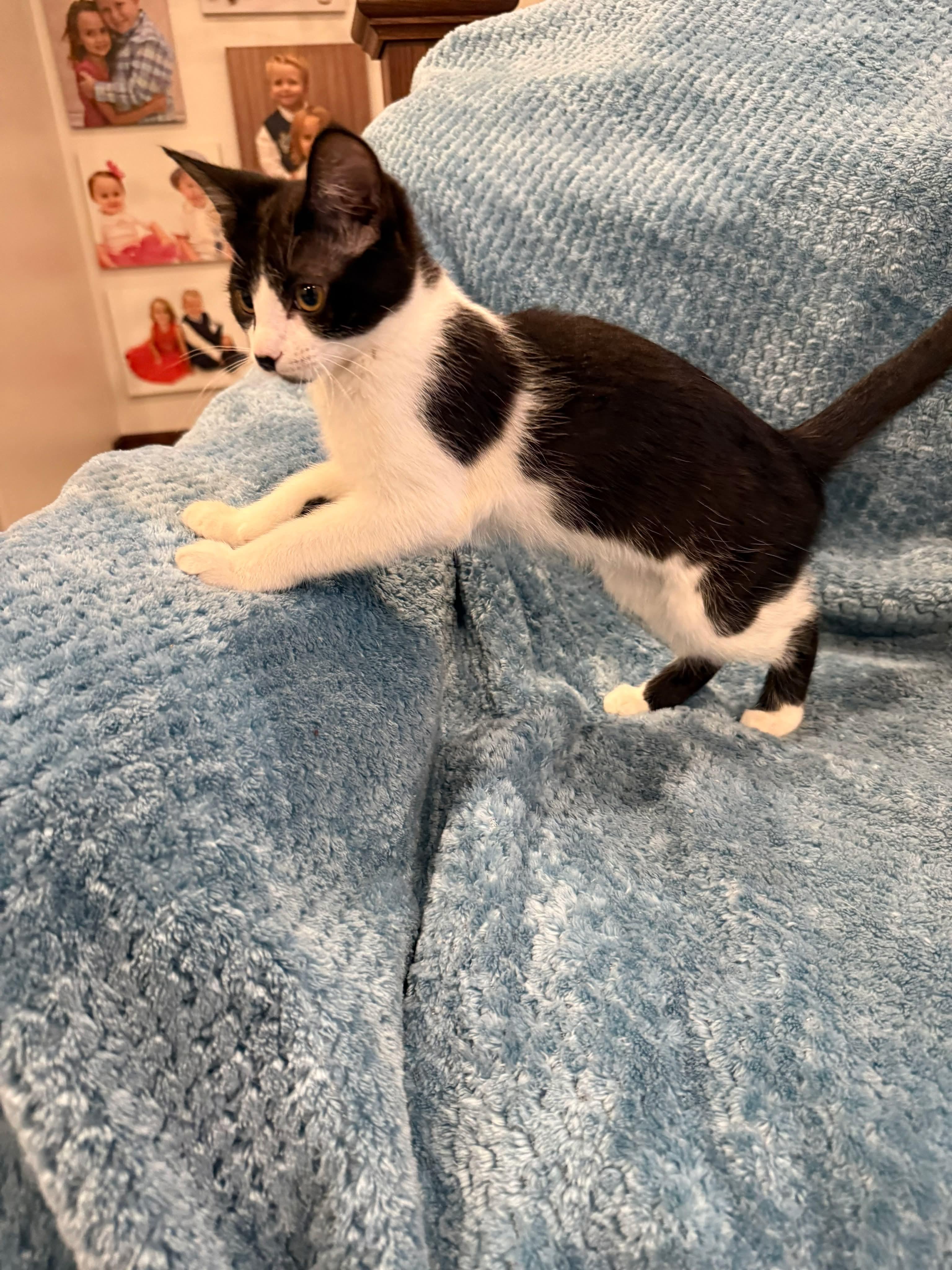 Prentice, a ADOPTABLE Domestic Short Hair in Sioux Falls, SD image 2/2