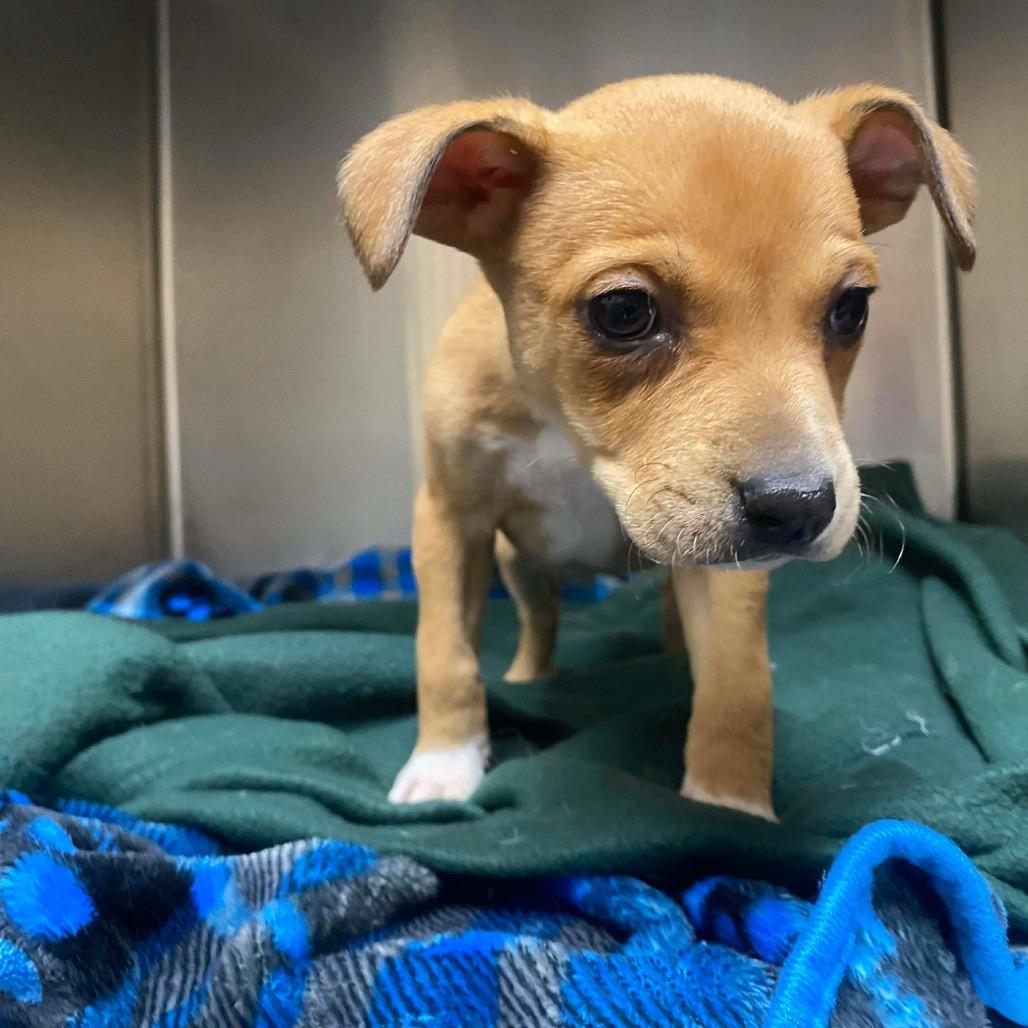 Cupid, Adoptable, Puppy Female Feist & Mixed Breed.