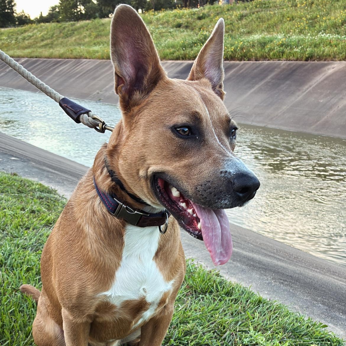 Moose, a Adoptable mixed breed in Houston, TX image 3/4