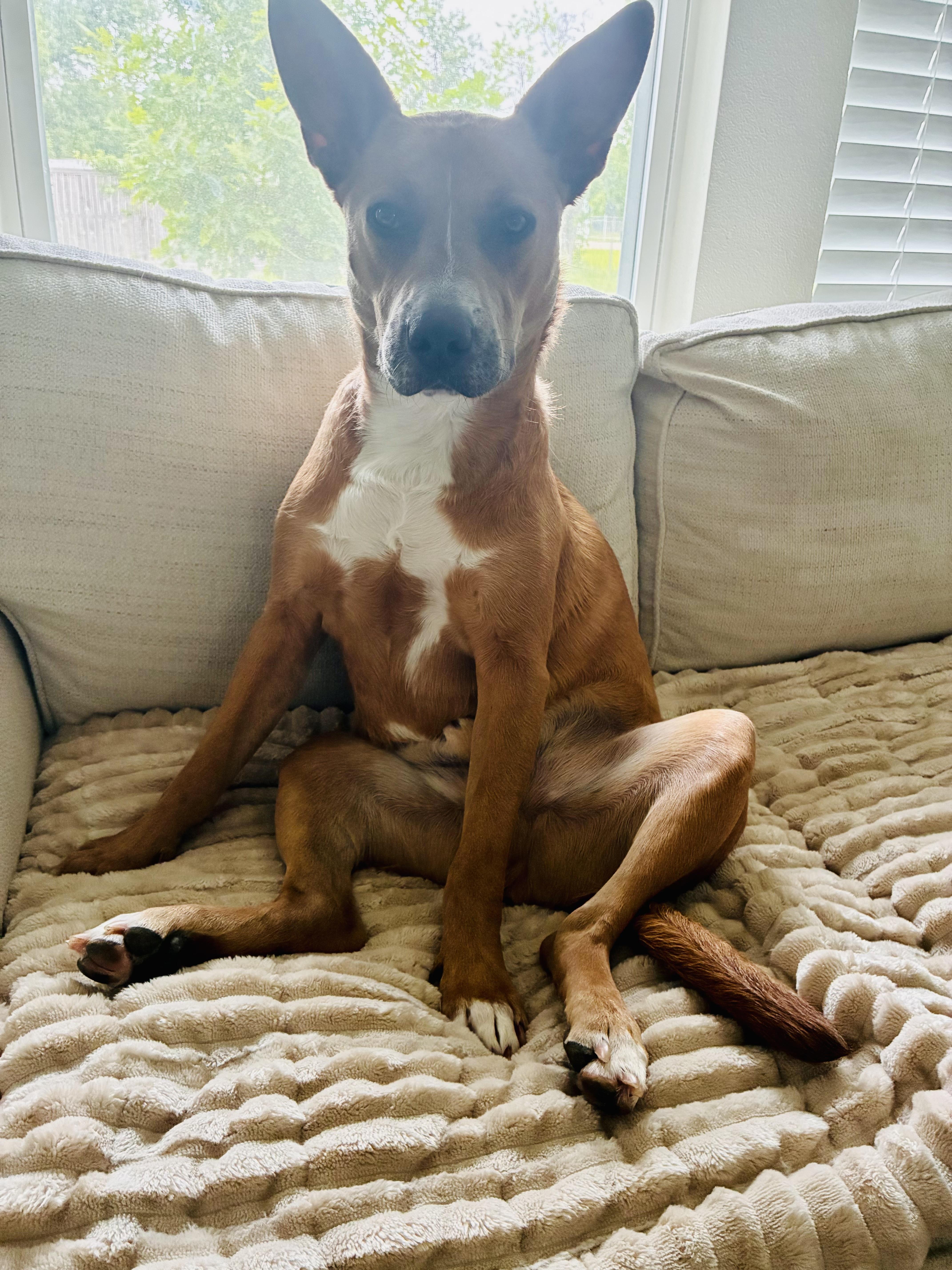 Moose, a Adoptable mixed breed in Houston, TX image 4/4